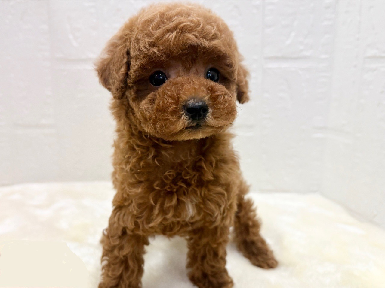 東京都のトイプードル(トイ) (かねだい青梅店/2025年10月26日生まれ/男の子/レッド)の子犬の4枚目の画像