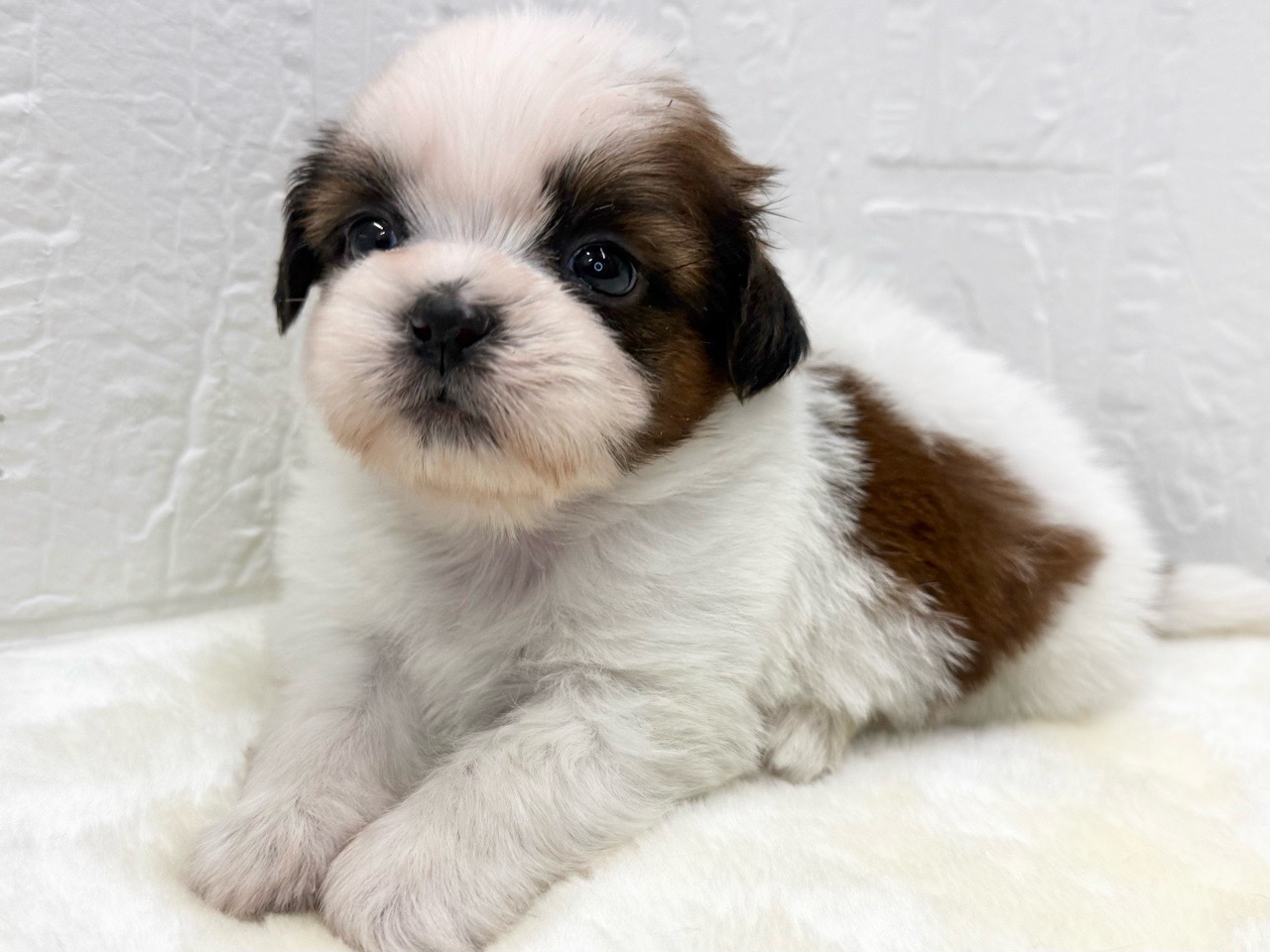 東京都のシーズー (かねだい青梅店/2025年10月28日生まれ/男の子/ホワイトゴールド)の子犬の3枚目の画像