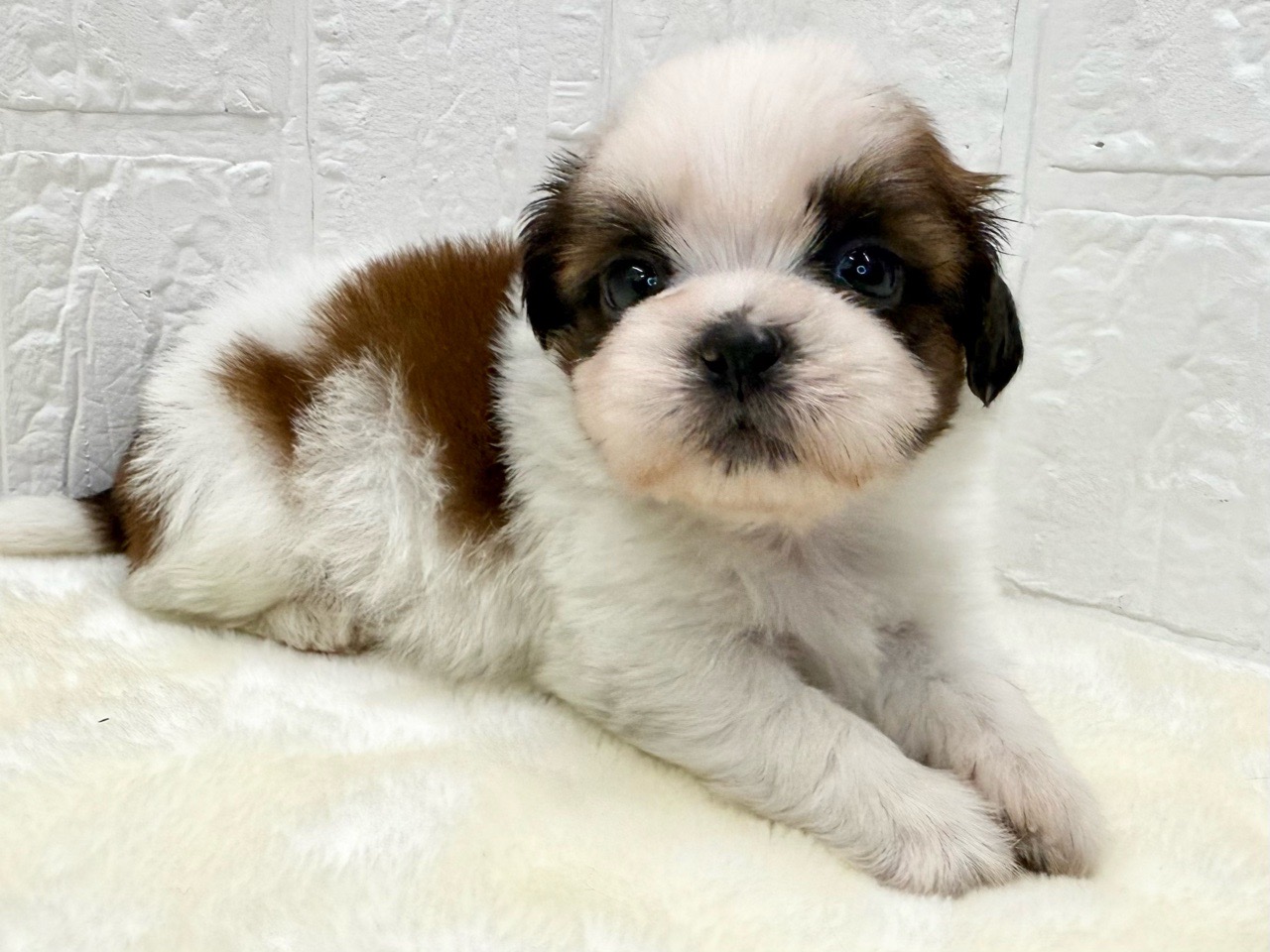 東京都のシーズー (かねだい青梅店/2025年10月28日生まれ/男の子/ホワイトゴールド)の子犬の4枚目の画像