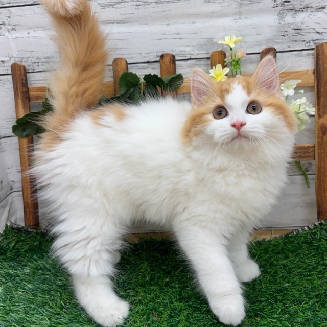 埼玉県のサイベリアン (かねだい所沢店/2025年10月15日生まれ/女の子/レッドタビーホワイト)の子猫の1枚目の画像