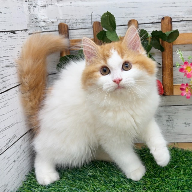 埼玉県のサイベリアン (かねだい所沢店/2025年10月15日生まれ/女の子/レッドタビーホワイト)の子猫の2枚目の画像