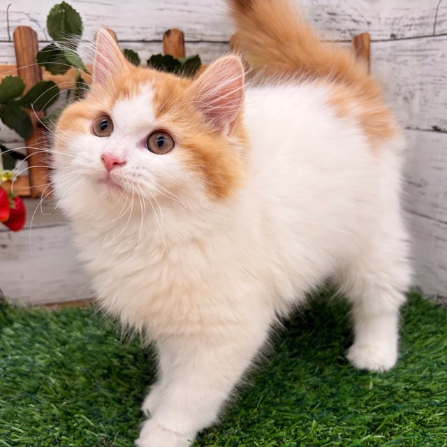 埼玉県のサイベリアン (かねだい所沢店/2025年10月15日生まれ/女の子/レッドタビーホワイト)の子猫の4枚目の画像