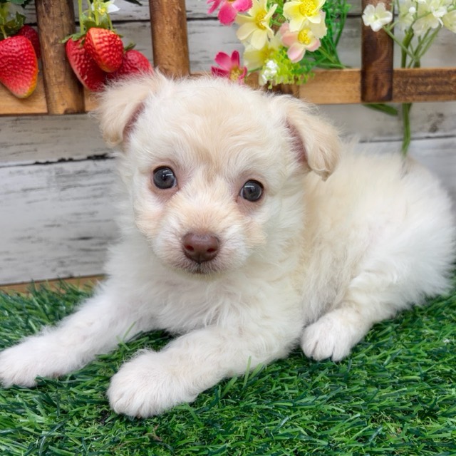 埼玉県のチワプー/プーチー(チワワ×プードル) (かねだい所沢店/2025年10月27日生まれ/男の子/クリーム)の子犬の1枚目の画像