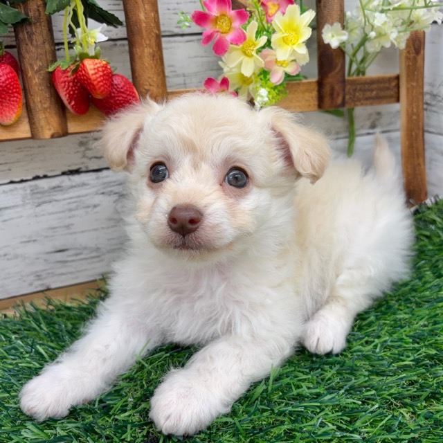 埼玉県のチワプー/プーチー(チワワ×プードル) (かねだい所沢店/2025年10月27日生まれ/男の子/クリーム)の子犬の2枚目の画像