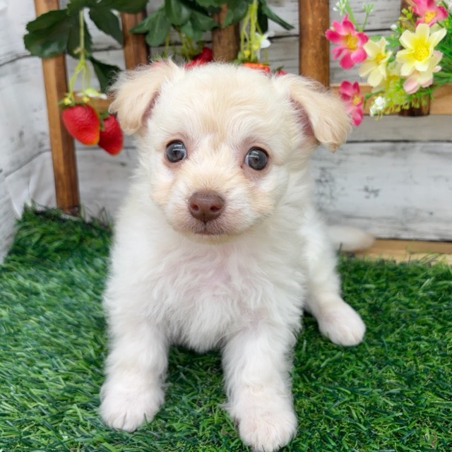 埼玉県のチワプー/プーチー(チワワ×プードル) (かねだい所沢店/2025年10月27日生まれ/男の子/クリーム)の子犬の3枚目の画像