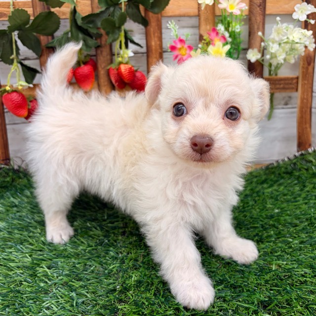 埼玉県のチワプー/プーチー(チワワ×プードル) (かねだい所沢店/2025年10月27日生まれ/男の子/クリーム)の子犬の4枚目の画像