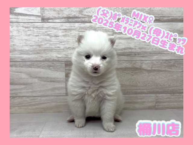 埼玉県のハーフ犬・ミックス犬 (かねだい桶川店/2025年10月27日生まれ/女の子/ホワイト)の子犬の1枚目の画像