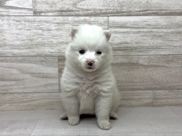 埼玉県のハーフ犬・ミックス犬 (かねだい桶川店/2025年10月27日生まれ/女の子/ホワイト)の子犬の2枚目の画像