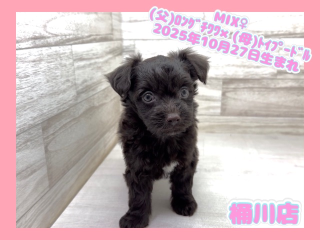 埼玉県のチワプー/プーチー(チワワ×プードル) (かねだい桶川店/2025年10月27日生まれ/女の子/ブラウン)の子犬の1枚目の画像