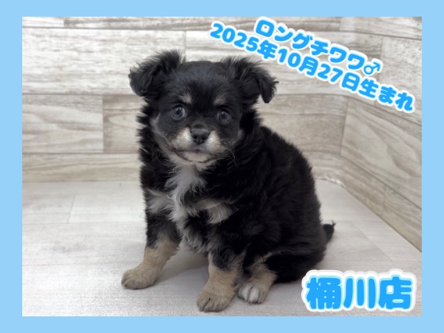 埼玉県のチワワ(ロング) (かねだい桶川店/2025年10月27日生まれ/男の子/ブラックタン)の子犬の1枚目の画像