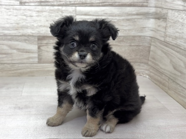 埼玉県のチワワ(ロング) (かねだい桶川店/2025年10月27日生まれ/男の子/ブラックタン)の子犬の2枚目の画像