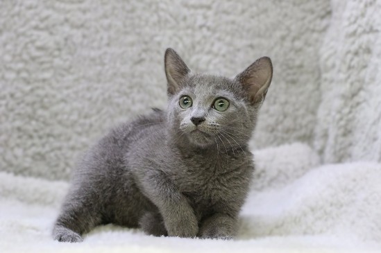 埼玉県のロシアンブルー (かねだい草加店/2025年9月24日生まれ/女の子/ブルー)の子猫の1枚目の画像