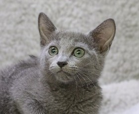 埼玉県のロシアンブルー (かねだい草加店/2025年9月24日生まれ/女の子/ブルー)の子猫の2枚目の画像