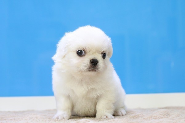 埼玉県のチワペキ/ペキチー/ペキチワ(チワワ×ペキニーズ) (かねだい草加店/2025年10月26日生まれ/男の子/ホワイト)の子犬の1枚目の画像