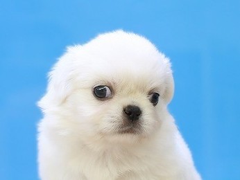 埼玉県のチワペキ/ペキチー/ペキチワ(チワワ×ペキニーズ) (かねだい草加店/2025年10月26日生まれ/男の子/ホワイト)の子犬の2枚目の画像