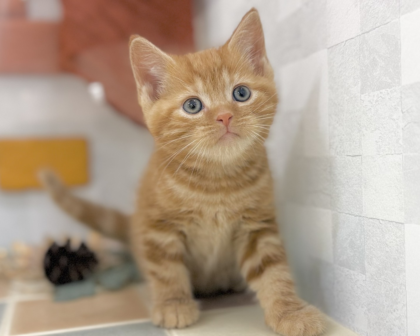 群馬県のアメリカンショートヘアー (かねだいペットトライアル前橋/2025年10月28日生まれ/男の子/レッドタビー)の子猫の1枚目の画像