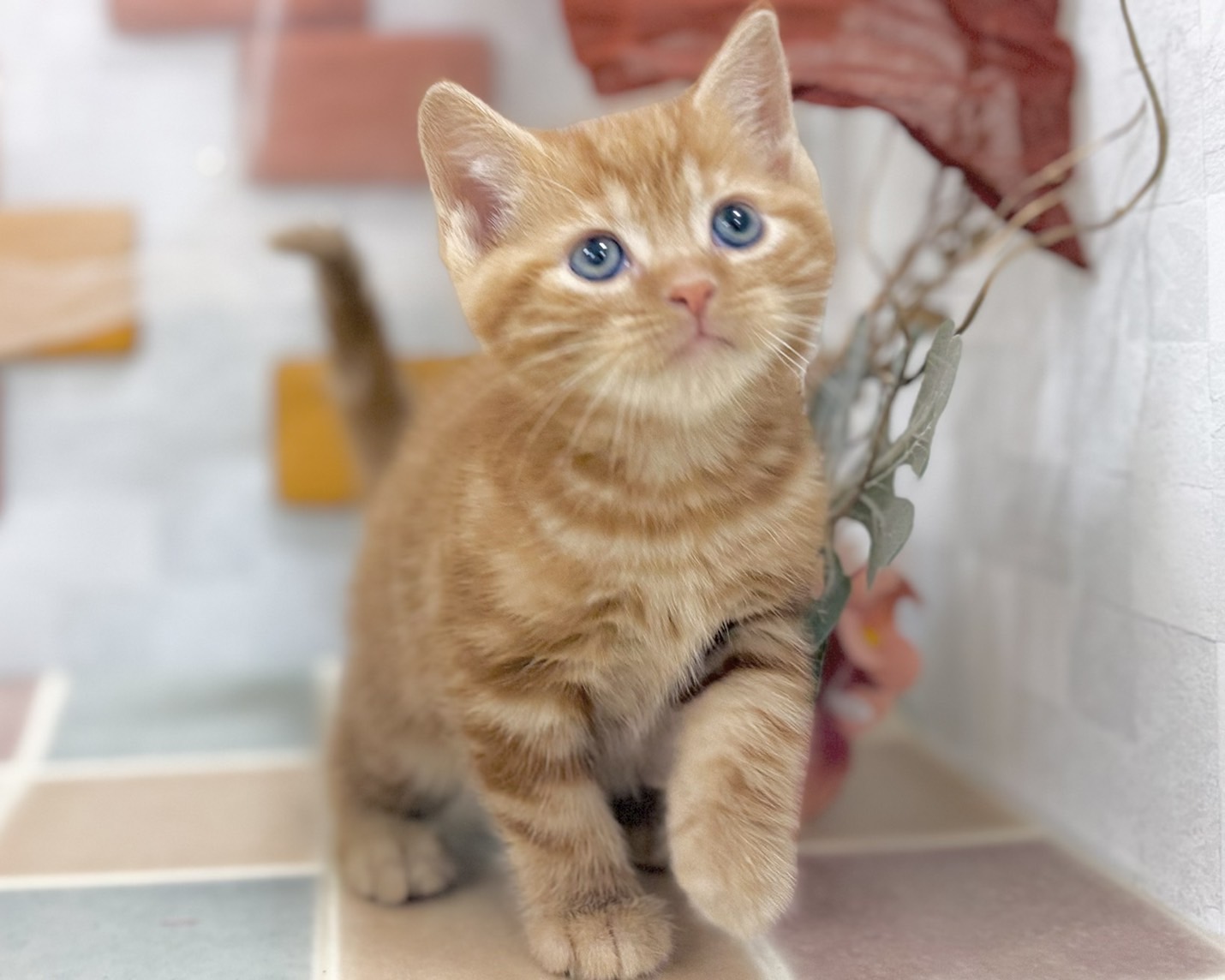 群馬県のアメリカンショートヘアー (かねだいペットトライアル前橋/2025年10月28日生まれ/男の子/レッドタビー)の子猫の2枚目の画像