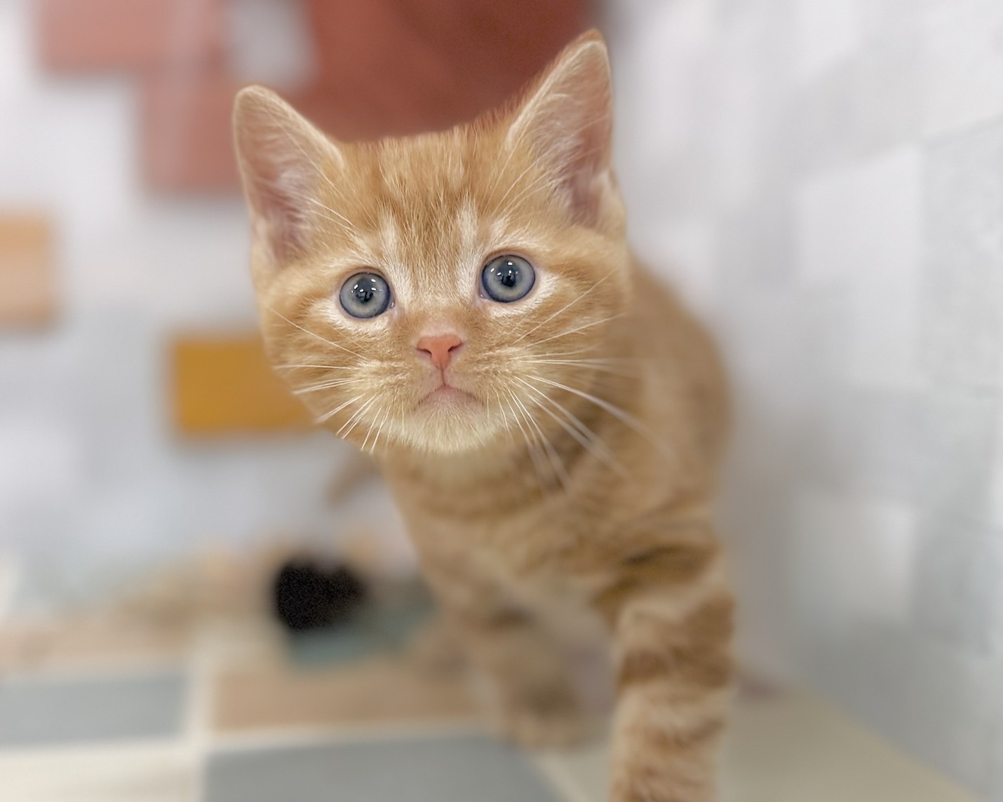 群馬県のアメリカンショートヘアー (かねだいペットトライアル前橋/2025年10月28日生まれ/男の子/レッドタビー)の子猫の3枚目の画像