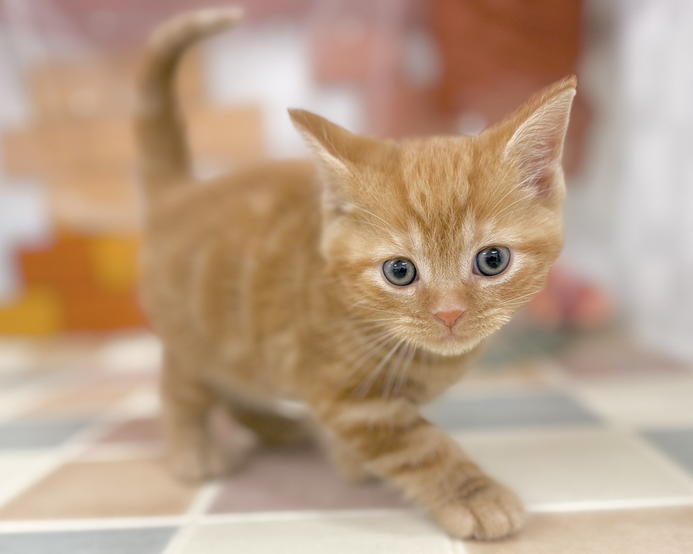 群馬県のアメリカンショートヘアー (かねだいペットトライアル前橋/2025年10月28日生まれ/男の子/レッドタビー)の子猫の4枚目の画像