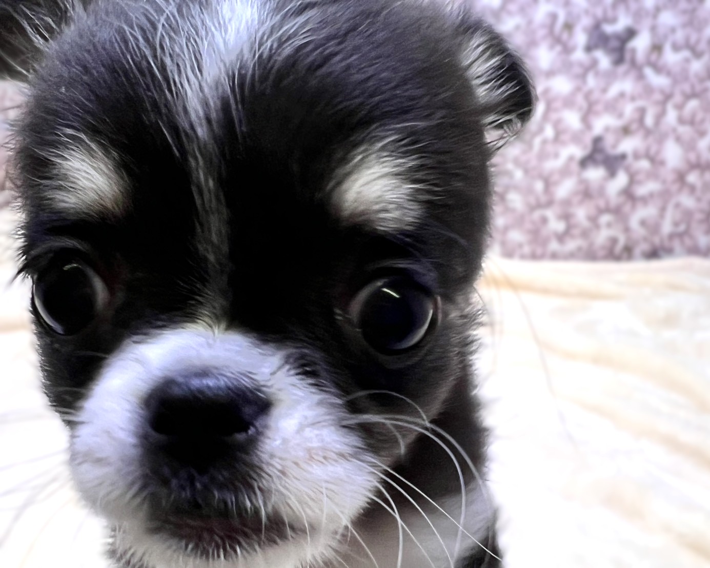 茨城県のチワワ(ロング) (かねだいペットトライアル利根川/2025年10月16日生まれ/女の子/ブラックホワイト)の子犬の1枚目の画像