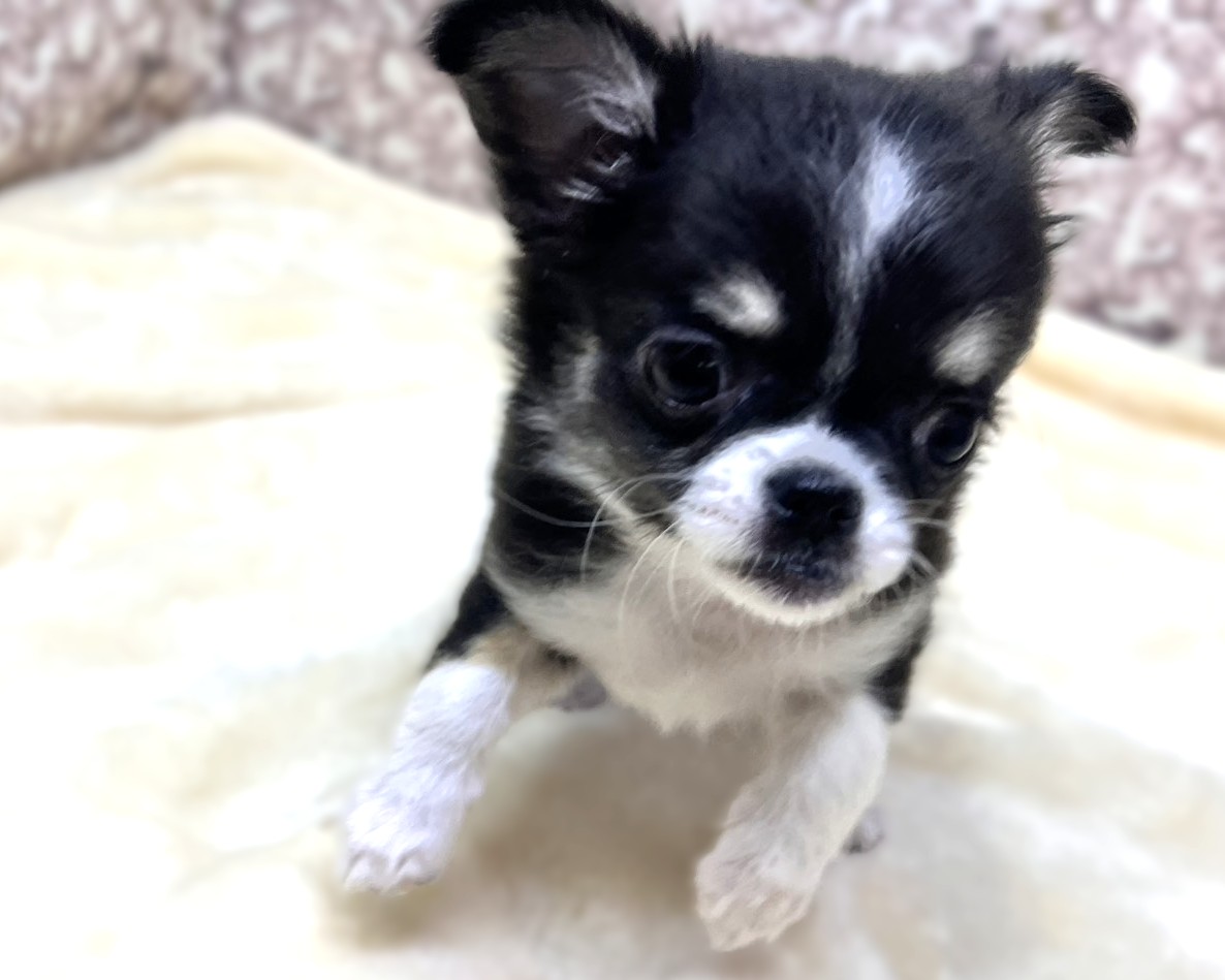 茨城県のチワワ(ロング) (かねだいペットトライアル利根川/2025年10月16日生まれ/女の子/ブラックホワイト)の子犬の2枚目の画像