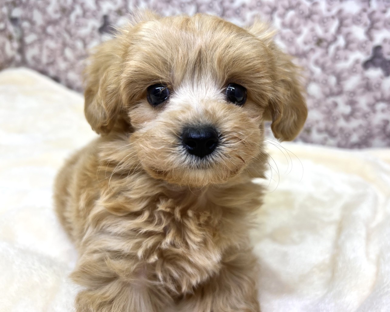 茨城県のマルプー(マルチーズ×プードル) (かねだいペットトライアル利根川/2025年10月17日生まれ/男の子/アプリコット)の子犬の1枚目の画像