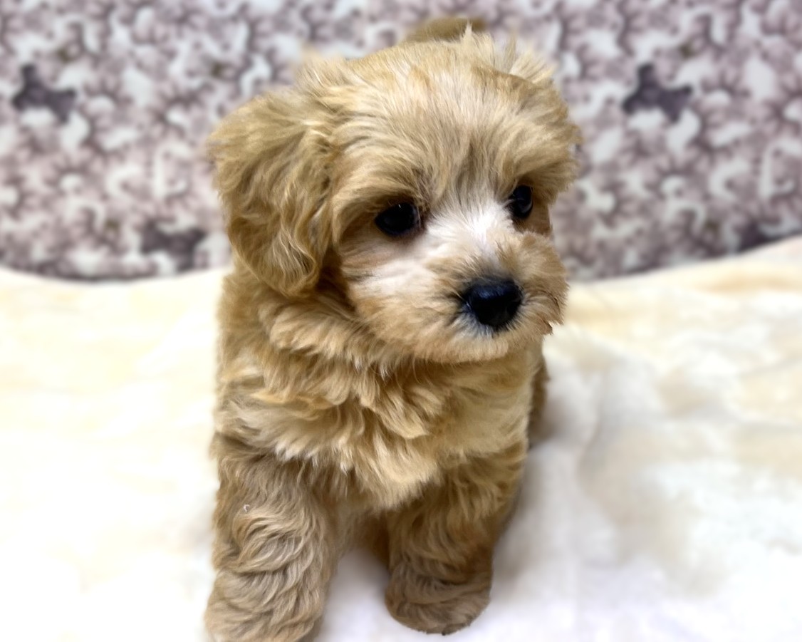 茨城県のマルプー(マルチーズ×プードル) (かねだいペットトライアル利根川/2025年10月17日生まれ/男の子/アプリコット)の子犬の3枚目の画像