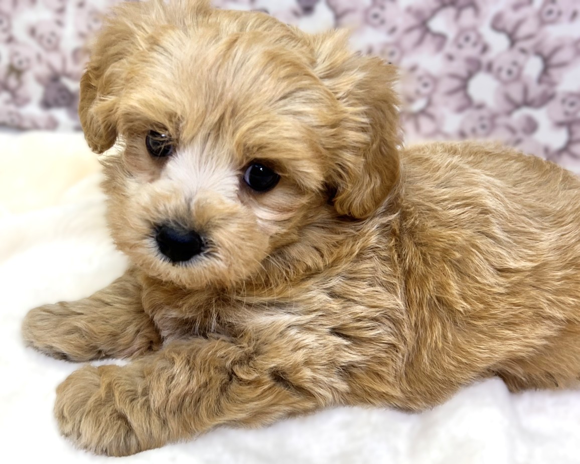 茨城県のマルプー(マルチーズ×プードル) (かねだいペットトライアル利根川/2025年10月17日生まれ/男の子/アプリコット)の子犬の4枚目の画像