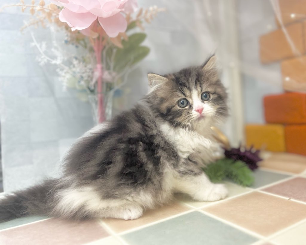 群馬県のスコティッシュフォールド (かねだいペットトライアル前橋/2025年10月24日生まれ/男の子/ブラウン/タビー/ホワイト)の子猫の1枚目の画像