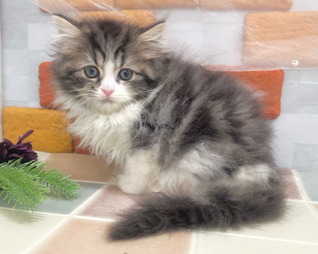 群馬県のスコティッシュフォールド (かねだいペットトライアル前橋/2025年10月24日生まれ/男の子/ブラウン/タビー/ホワイト)の子猫の2枚目の画像