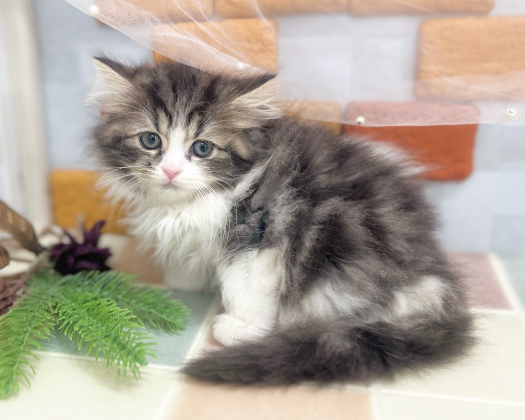 群馬県のスコティッシュフォールド (かねだいペットトライアル前橋/2025年10月24日生まれ/男の子/ブラウン/タビー/ホワイト)の子猫の3枚目の画像