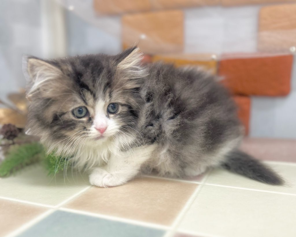 群馬県のスコティッシュフォールド (かねだいペットトライアル前橋/2025年10月24日生まれ/男の子/ブラウン/タビー/ホワイト)の子猫の4枚目の画像