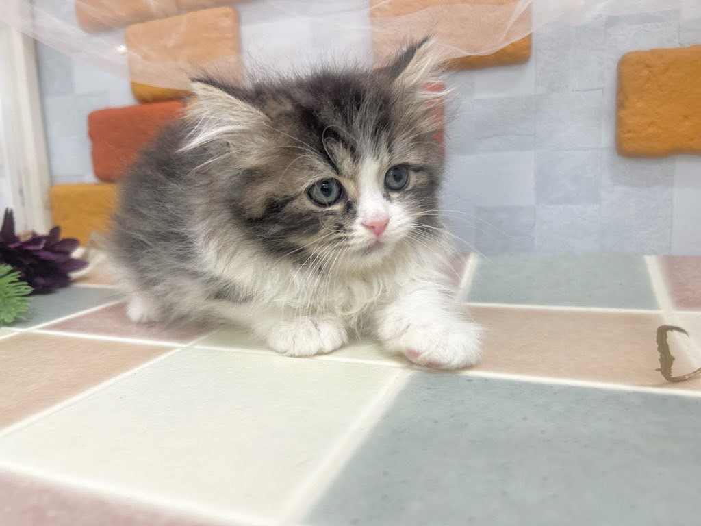 群馬県のスコティッシュフォールド (かねだいペットトライアル前橋/2025年10月24日生まれ/男の子/ブラウンタビーホワイト)の子猫の4枚目の画像