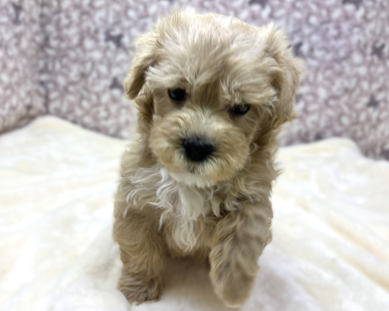 茨城県のマルプー(マルチーズ×プードル) (かねだいペットトライアル利根川/2025年10月17日生まれ/男の子/アプリコット )の子犬の1枚目の画像