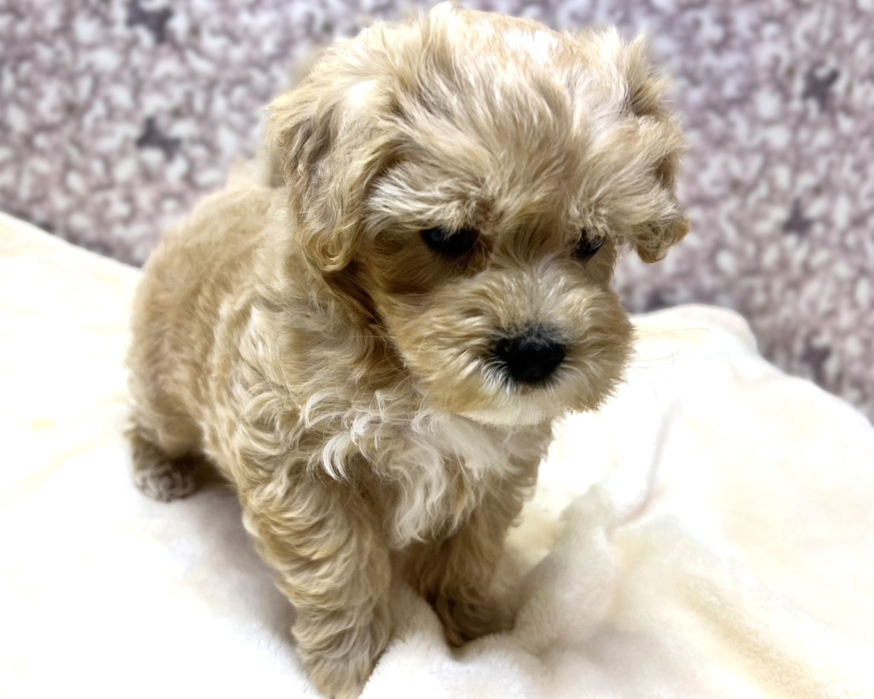 茨城県のマルプー(マルチーズ×プードル) (かねだいペットトライアル利根川/2025年10月17日生まれ/男の子/アプリコット )の子犬の2枚目の画像