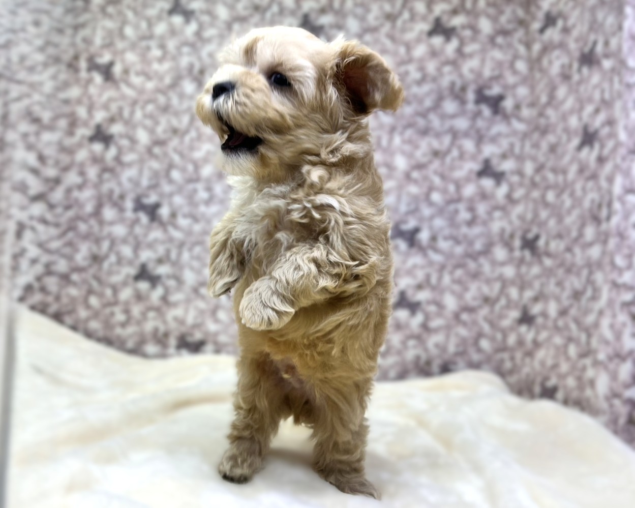 茨城県のマルプー(マルチーズ×プードル) (かねだいペットトライアル利根川/2025年10月17日生まれ/男の子/アプリコット )の子犬の3枚目の画像