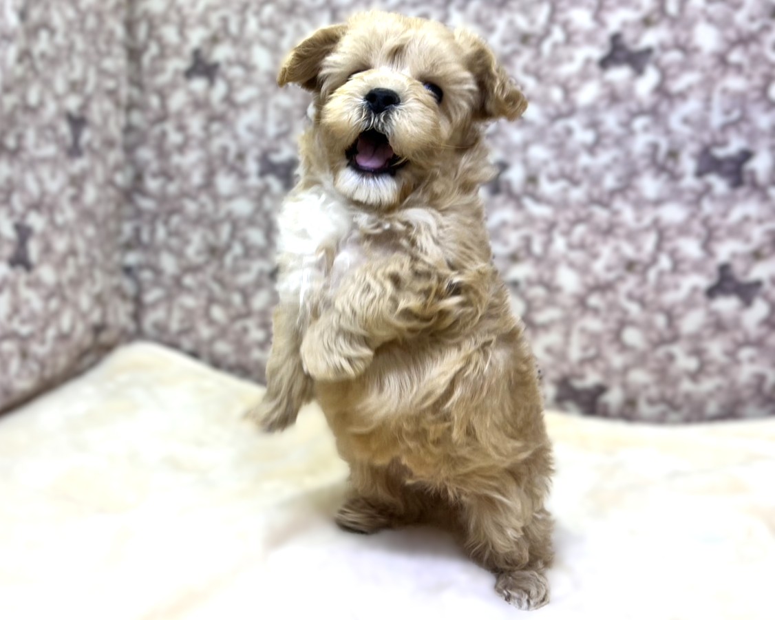 茨城県のマルプー(マルチーズ×プードル) (かねだいペットトライアル利根川/2025年10月17日生まれ/男の子/アプリコット )の子犬の4枚目の画像