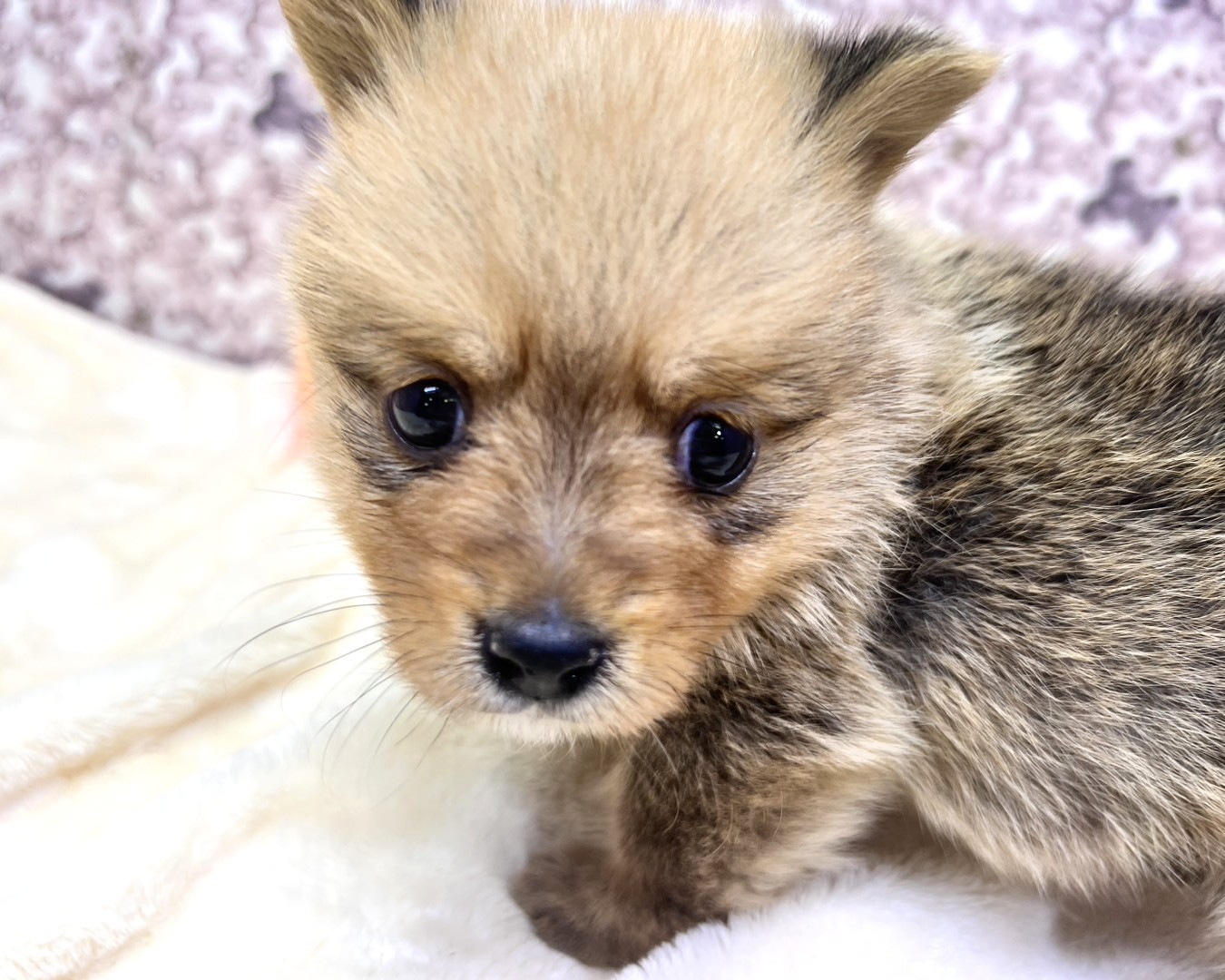 茨城県のポメコーギー(ポメラニアン×コーギー) (かねだいペットトライアル利根川/2025年10月18日生まれ/男の子/セーブル)の子犬の1枚目の画像