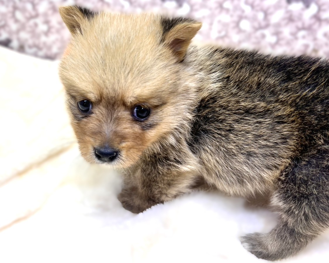 茨城県のポメコーギー(ポメラニアン×コーギー) (かねだいペットトライアル利根川/2025年10月18日生まれ/男の子/セーブル)の子犬の2枚目の画像