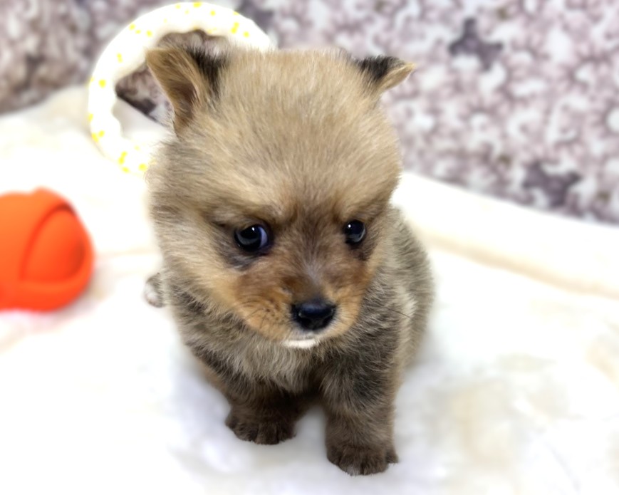 茨城県のポメコーギー(ポメラニアン×コーギー) (かねだいペットトライアル利根川/2025年10月18日生まれ/男の子/セーブル)の子犬の3枚目の画像