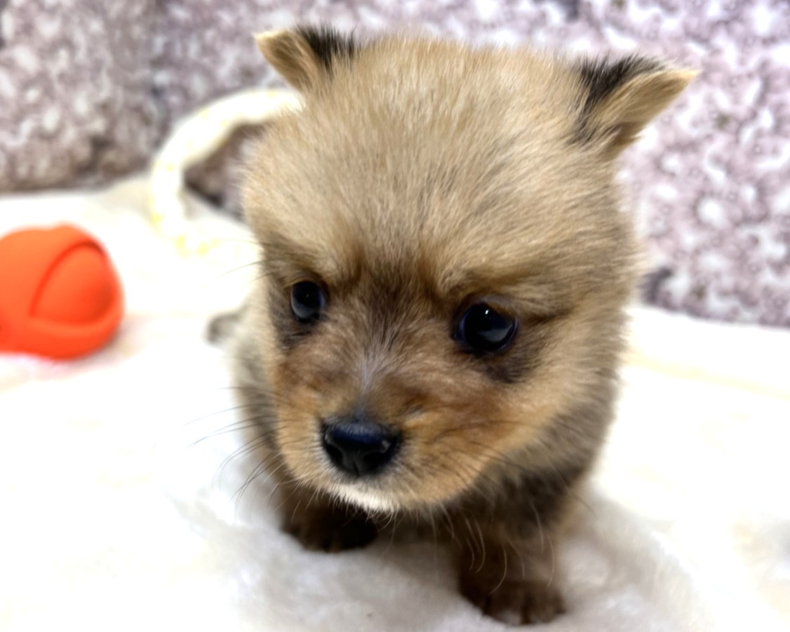 茨城県のポメコーギー(ポメラニアン×コーギー) (かねだいペットトライアル利根川/2025年10月18日生まれ/男の子/セーブル)の子犬の4枚目の画像