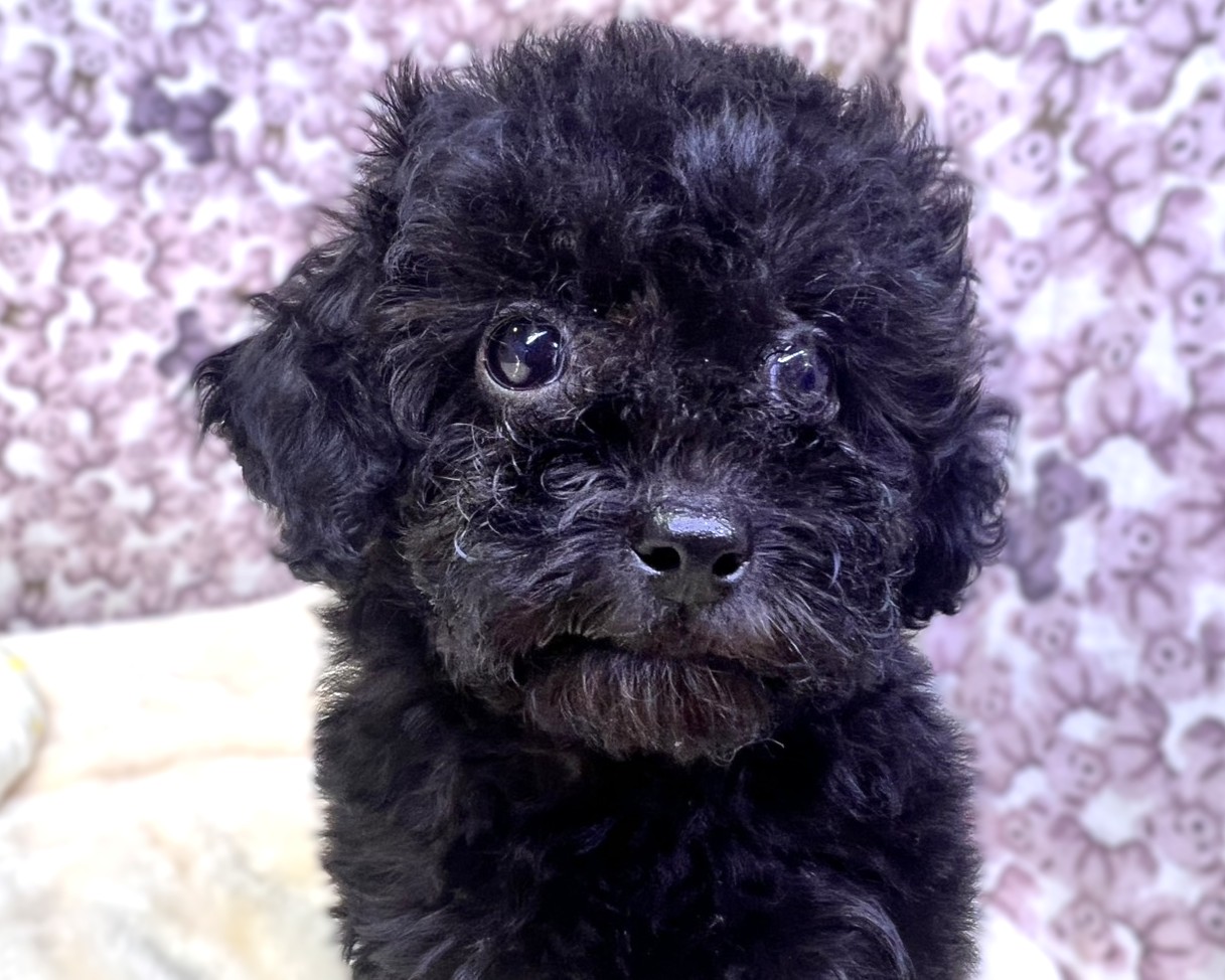 茨城県のトイプードル(トイ) (かねだいペットトライアル利根川/2025年10月15日生まれ/女の子/ブラック)の子犬の1枚目の画像
