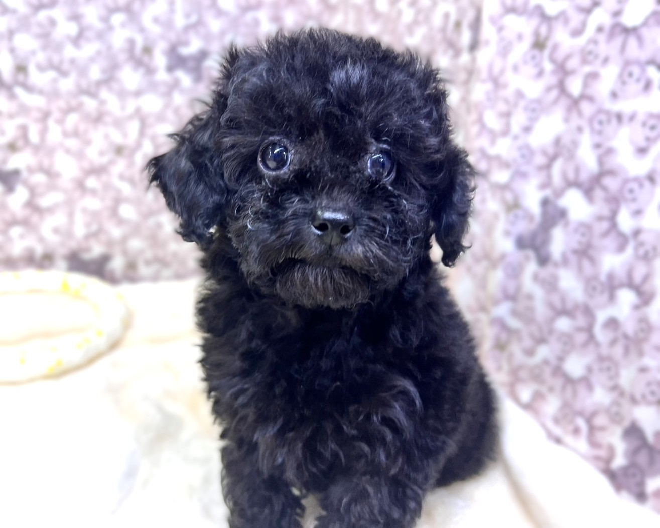 茨城県のトイプードル(トイ) (かねだいペットトライアル利根川/2025年10月15日生まれ/女の子/ブラック)の子犬の2枚目の画像