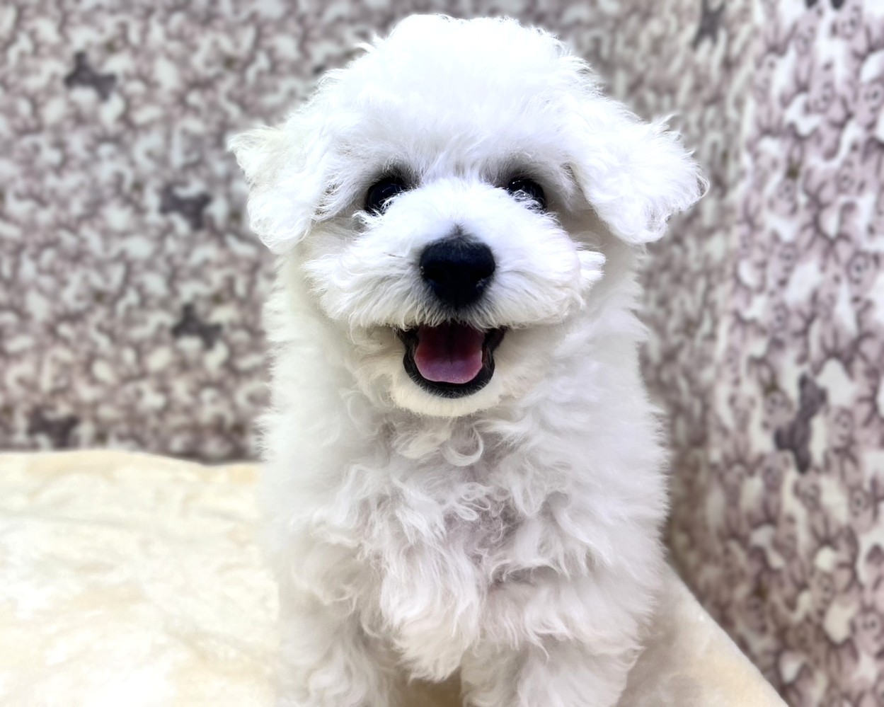 茨城県のビションフリーゼ (かねだいペットトライアル利根川/2025年9月21日生まれ/男の子/ホワイト)の子犬の2枚目の画像