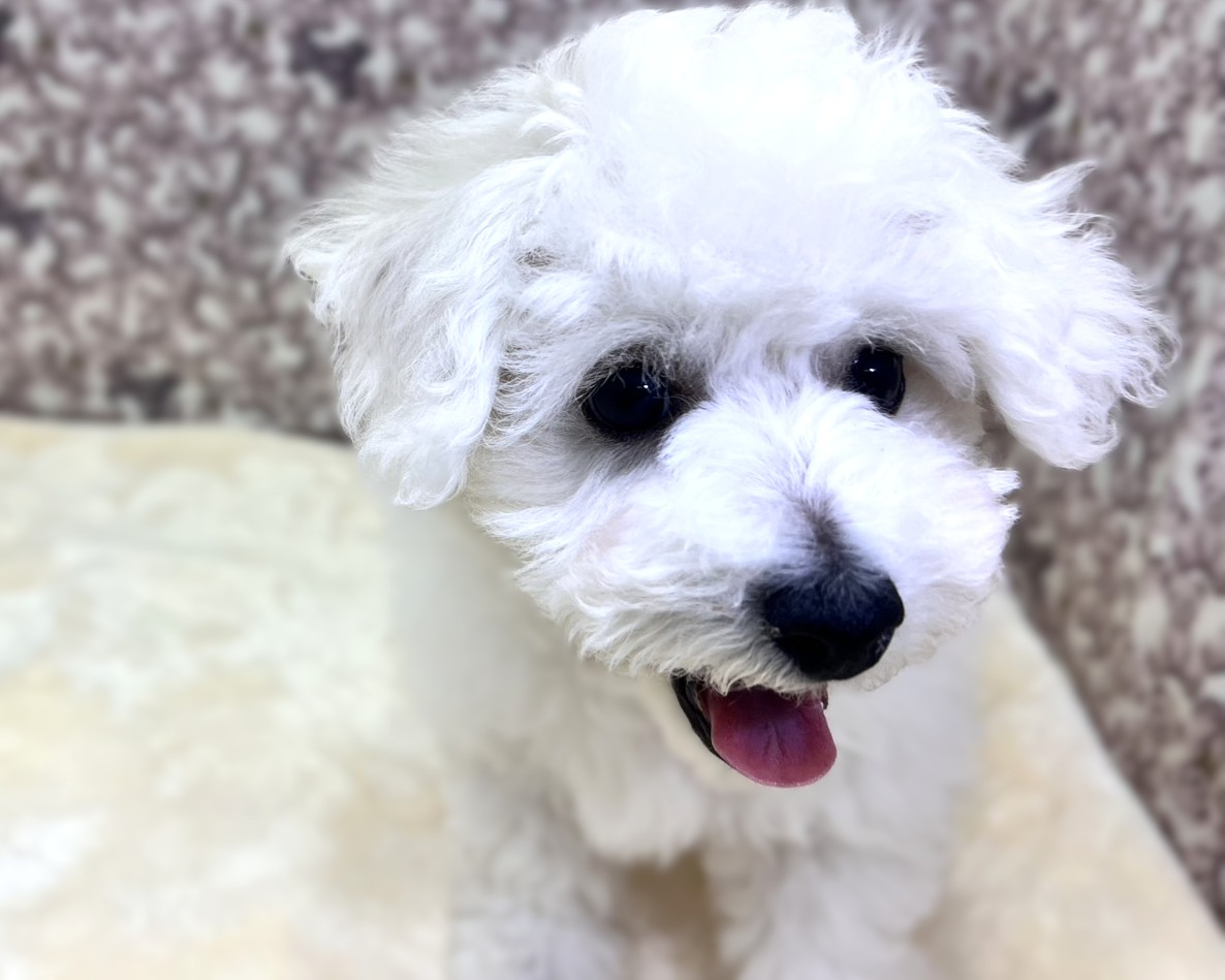 茨城県のビションフリーゼ (かねだいペットトライアル利根川/2025年9月21日生まれ/男の子/ホワイト)の子犬の3枚目の画像