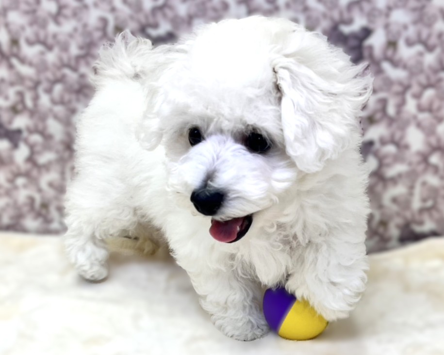 茨城県のビションフリーゼ (かねだいペットトライアル利根川/2025年9月21日生まれ/男の子/ホワイト)の子犬の4枚目の画像