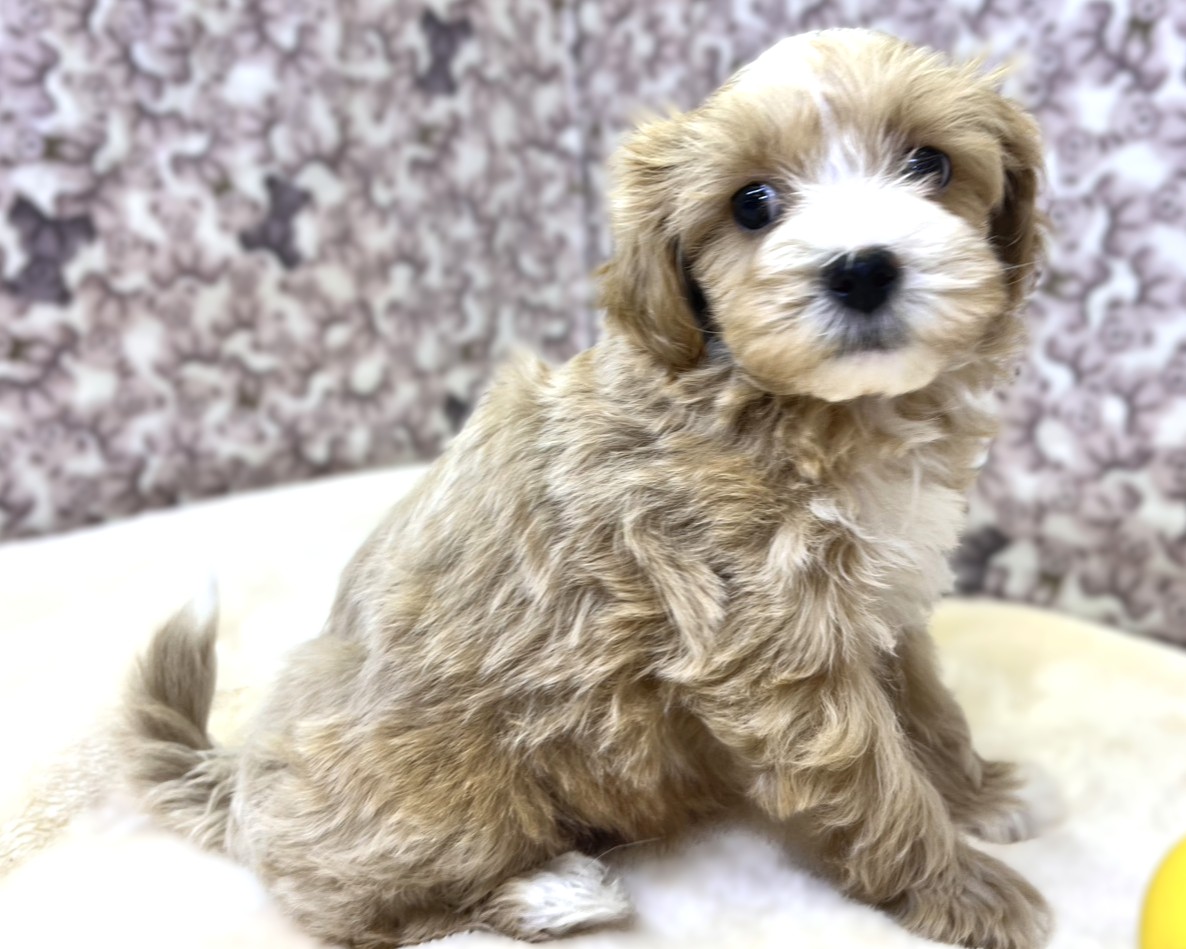 茨城県のマルプー(マルチーズ×プードル) (かねだいペットトライアル利根川/2025年10月8日生まれ/男の子/アプリコット)の子犬の1枚目の画像