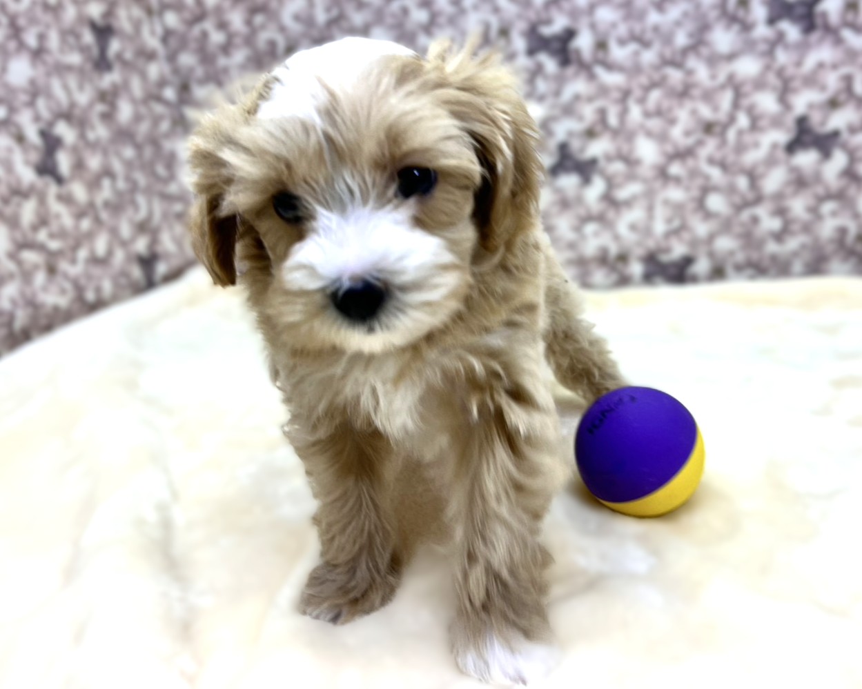 茨城県のマルプー(マルチーズ×プードル) (かねだいペットトライアル利根川/2025年10月8日生まれ/男の子/アプリコット)の子犬の2枚目の画像