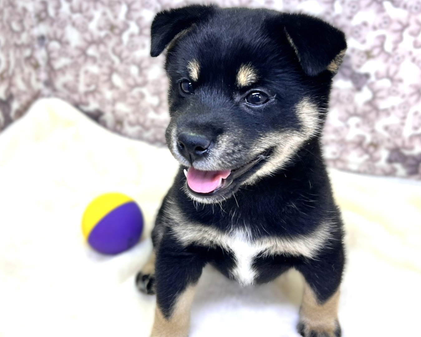 茨城県の柴犬(標準サイズ) (かねだいペットトライアル利根川/2025年10月12日生まれ/女の子/黒)の子犬の1枚目の画像