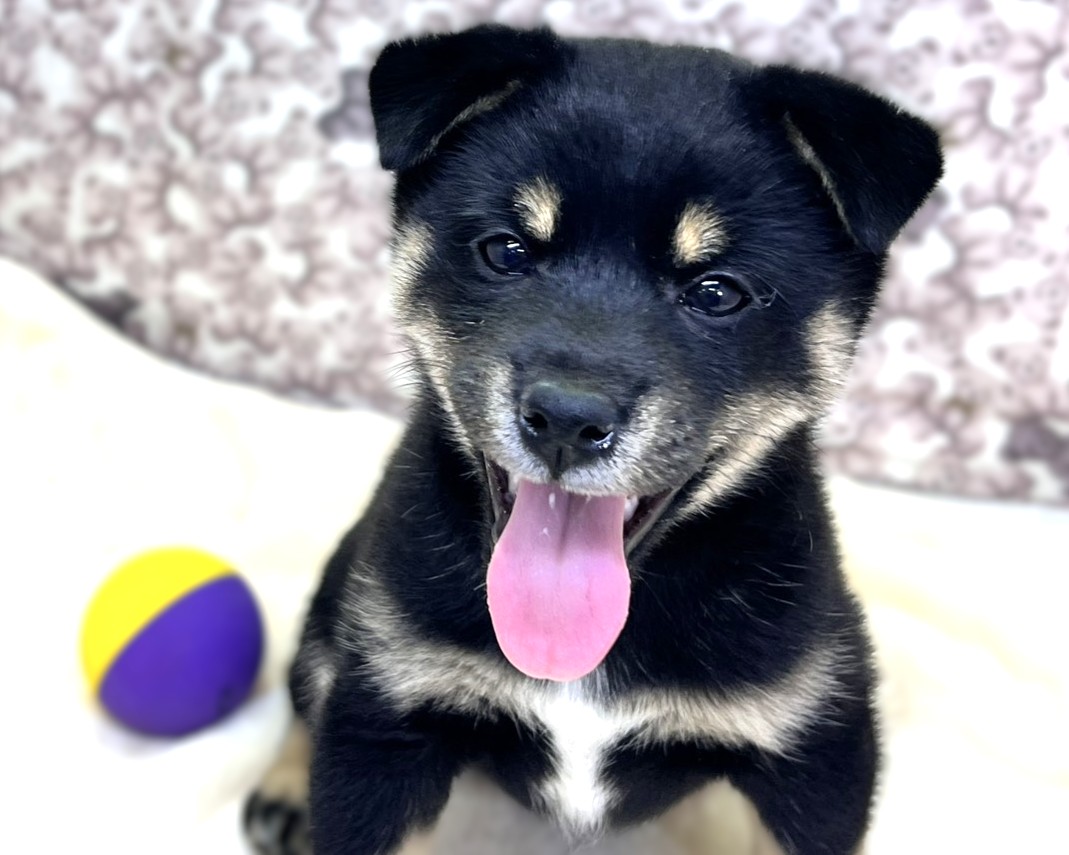 茨城県の柴犬(標準サイズ) (かねだいペットトライアル利根川/2025年10月12日生まれ/女の子/黒)の子犬の2枚目の画像